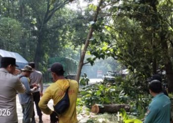 Hujan Disertai Angin Kencang, Sejumlah Pohon Tumbang di Ngawi, Polisi Bersama Warga Lakukan Evakuasi