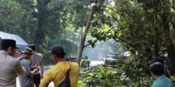 Hujan Disertai Angin Kencang, Sejumlah Pohon Tumbang di Ngawi, Polisi Bersama Warga Lakukan Evakuasi