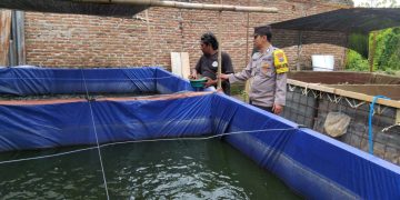 Polres Ngawi Dorong Budidaya Ikan Lele, Bhabinkamtibmas Jenangan Aktif Dampingi Warga