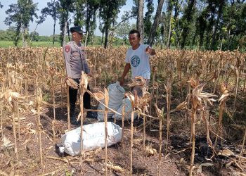 Bhabinkamtibmas Desa Bangunrejo Ngawi Monitoring Lahan Jagung Warga, Dukung Ketahanan Pangan Nasional