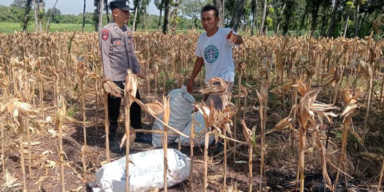 Bhabinkamtibmas Desa Bangunrejo Ngawi Monitoring Lahan Jagung Warga, Dukung Ketahanan Pangan Nasional