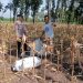 Bhabinkamtibmas Desa Bangunrejo Ngawi Monitoring Lahan Jagung Warga, Dukung Ketahanan Pangan Nasional