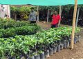 Polsek Sine Ajak Warga Manfaatkan Pekarangan Bergizi, Dukung Ketahanan Pangan Nasional di Ngawi